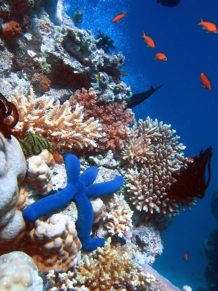 Большой Барьерный риф Австралии